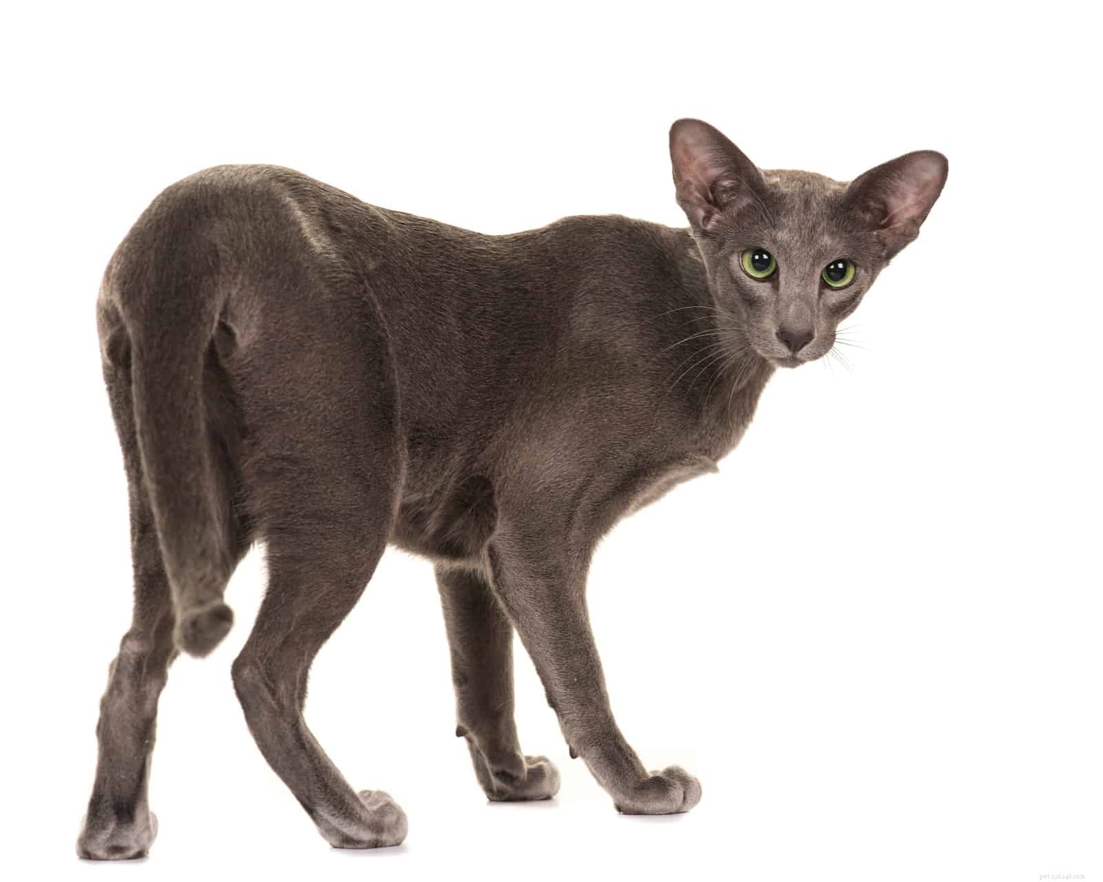 Why Cats Bring Their Rears Close to Your Face: A Scientific Insight