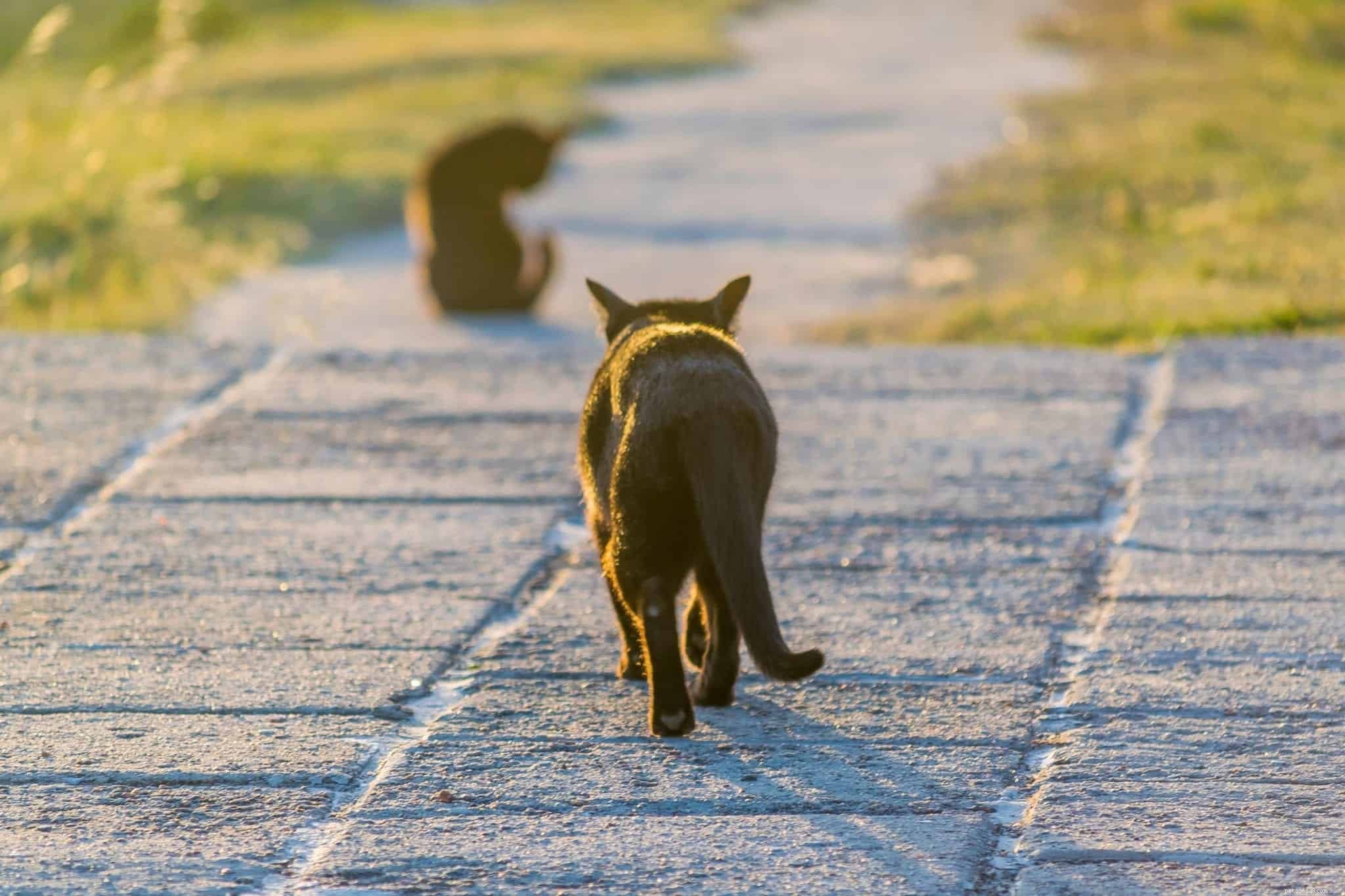 Decoding Your Cat’s Tail: What It Reveals About Their Mood