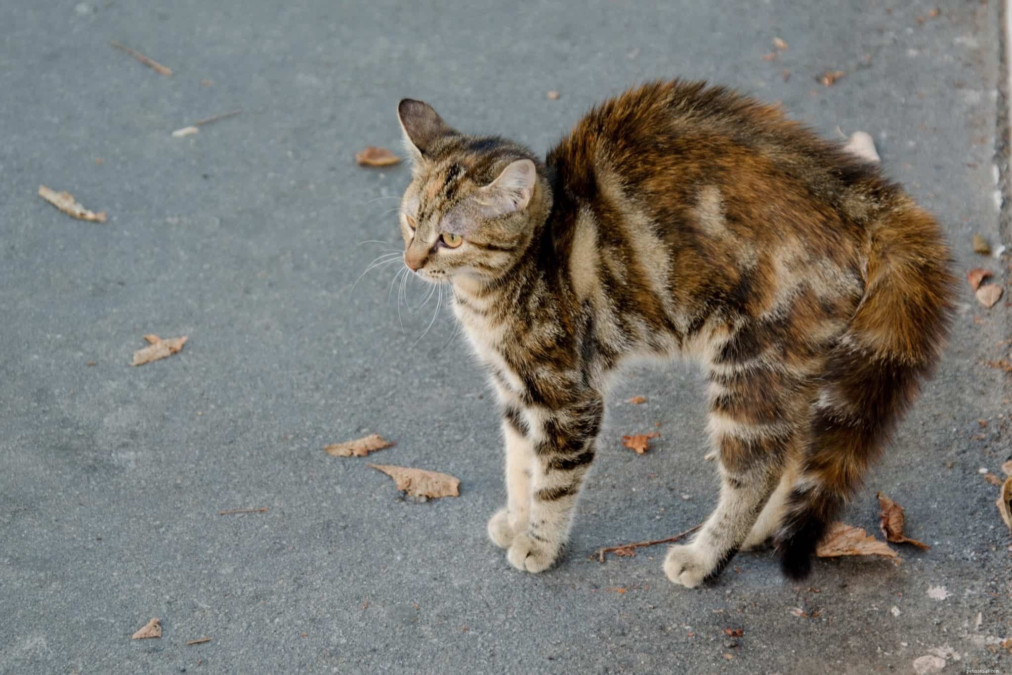 Decoding Your Cat’s Tail: What It Reveals About Their Mood