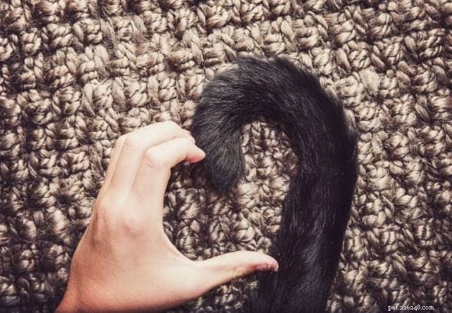 Decoding Your Cat’s Tail: What It Reveals About Their Mood