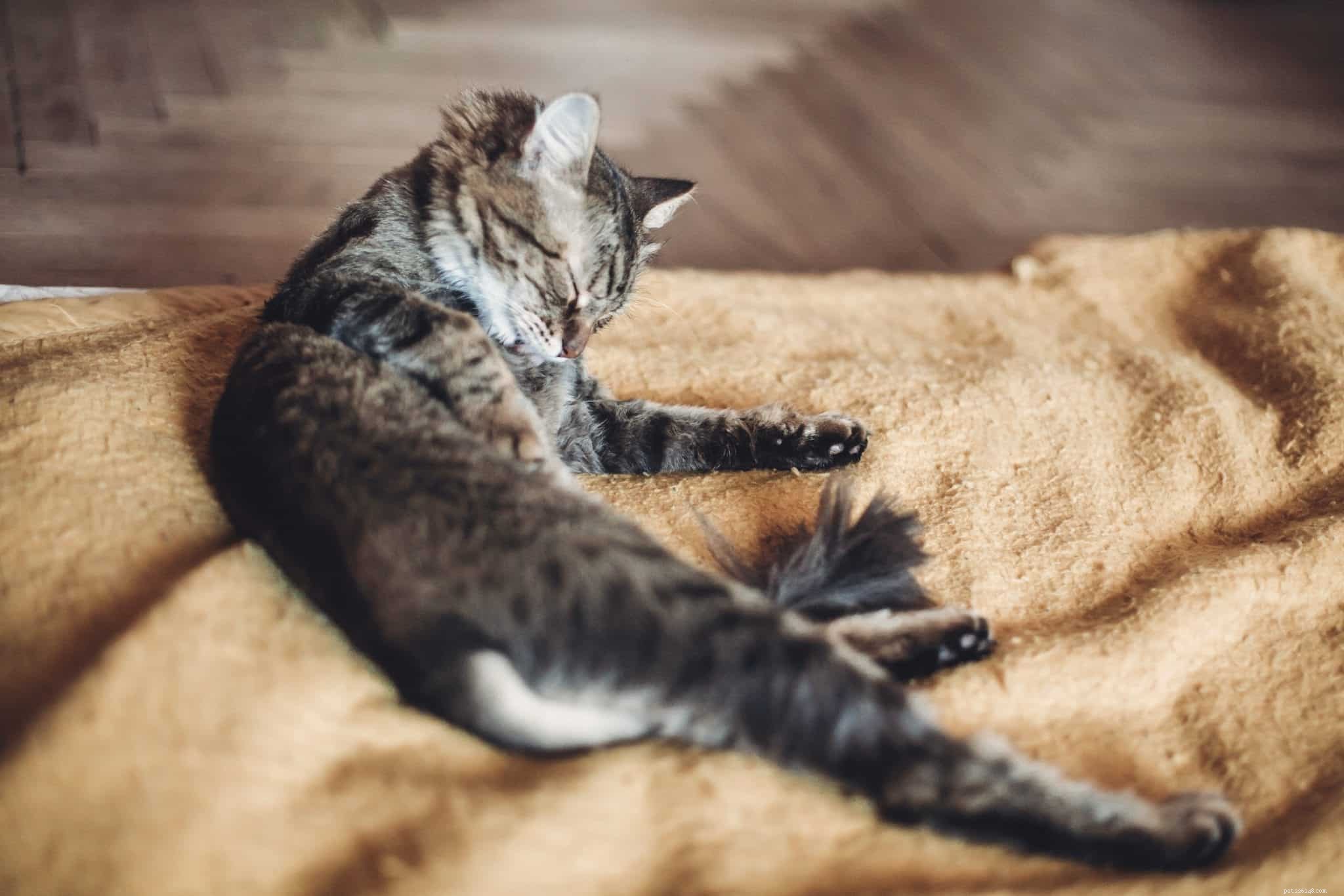 Expert Guide: How to Bathe Your Cat Safely Without Scratches