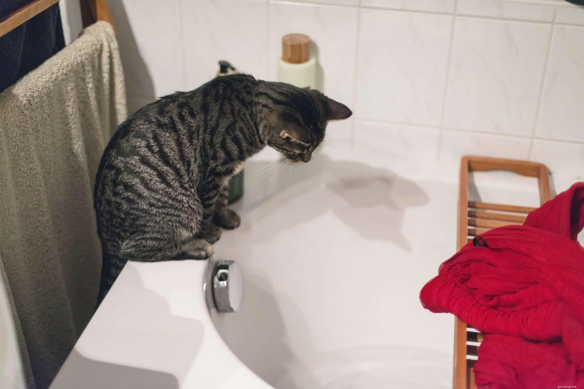 Expert Guide: How to Bathe Your Cat Safely Without Scratches