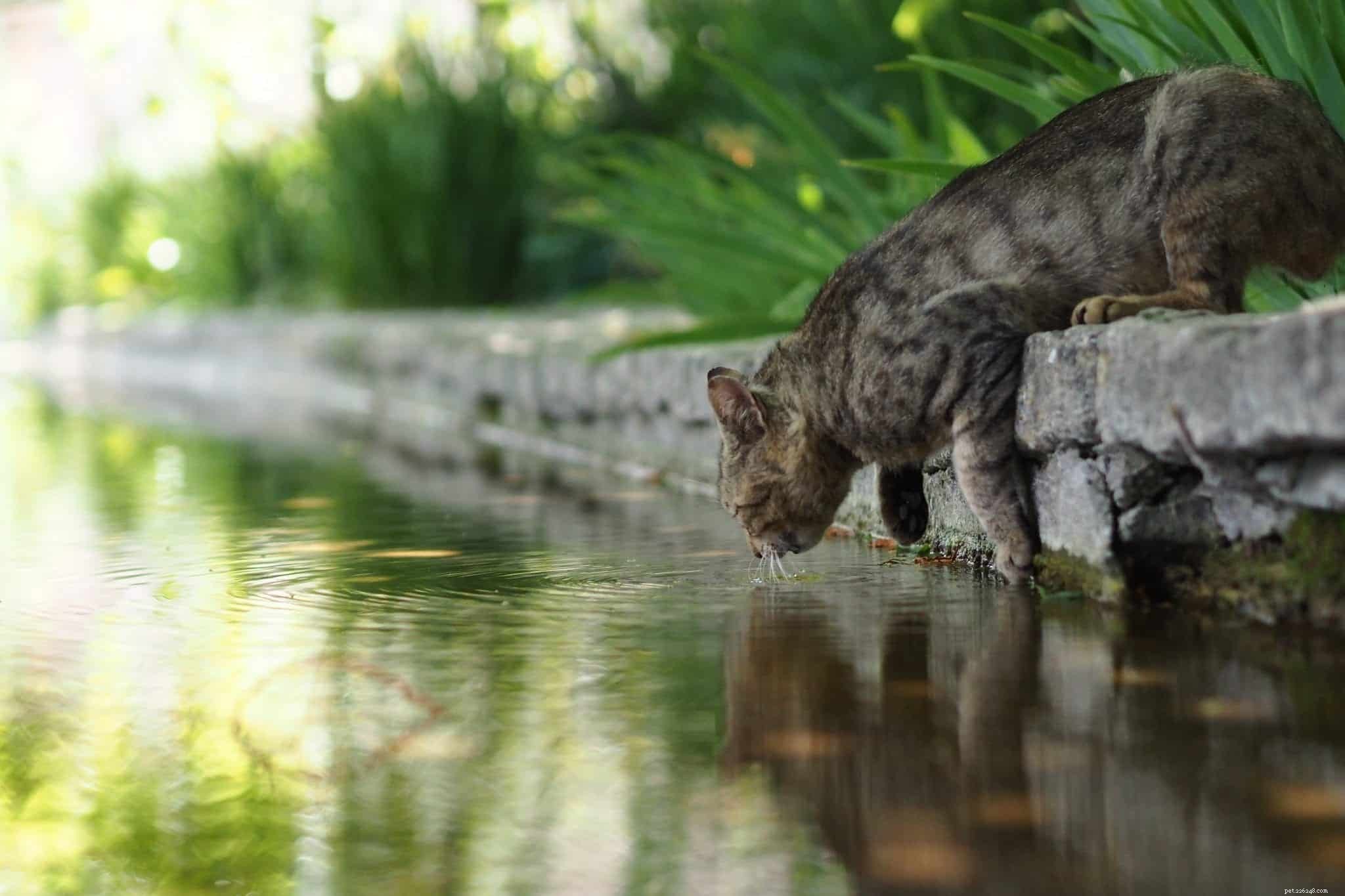 Why Do Cats Prefer Faucet Water Over Their Bowls?