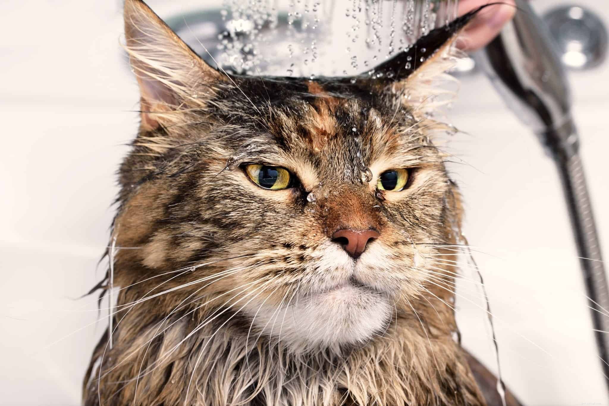 Why Do Cats Prefer Faucet Water Over Their Bowls?