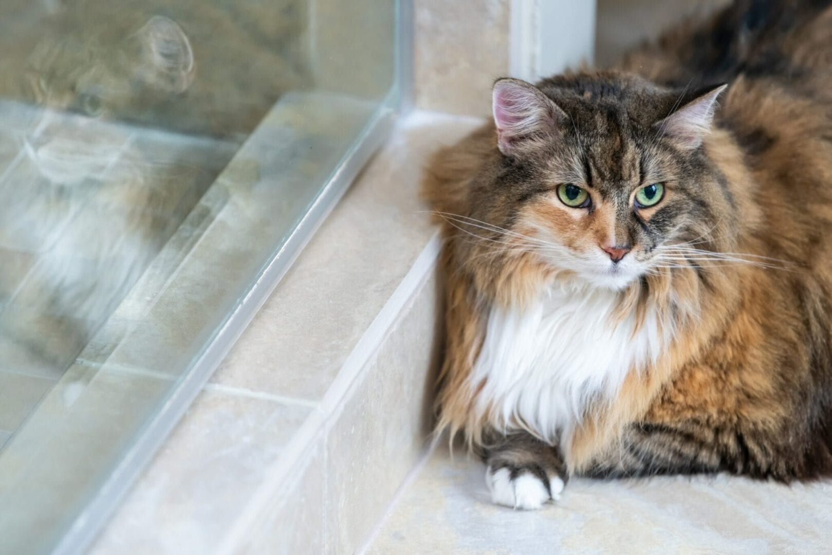 Why Your Cat Follows You Into the Bathroom: Common Reasons Explained