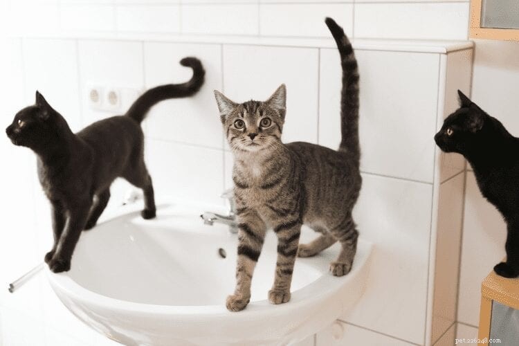 Why Your Cat Follows You Into the Bathroom: Common Reasons Explained