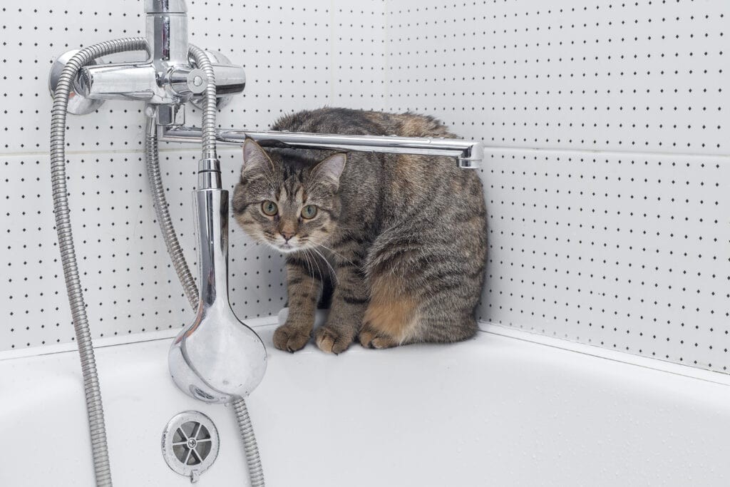 Why Your Cat Follows You Into the Bathroom: Common Reasons Explained