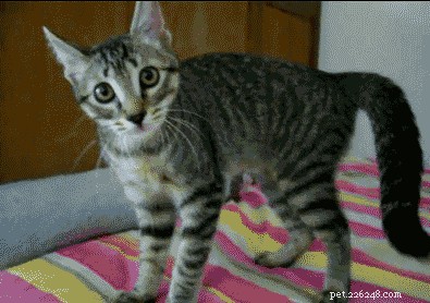 Why Cats Go on the Zoomies: Understanding Their Sudden Energy Surges