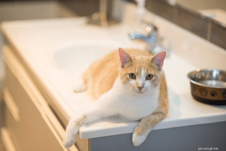Why Your Cat Follows You Into the Bathroom: Common Reasons Explained