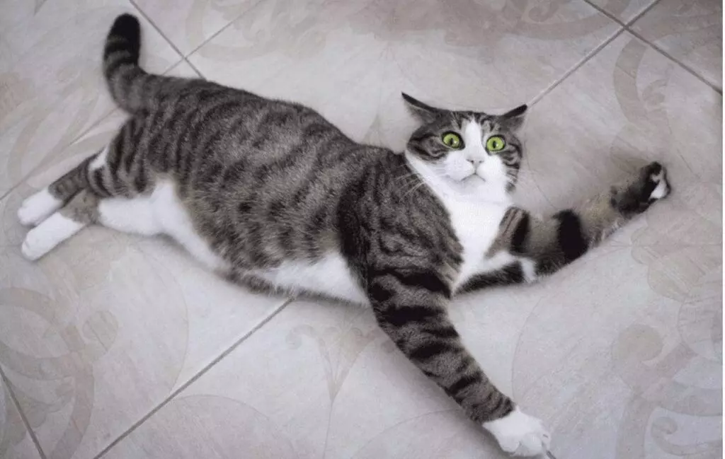 Why Cats Go on the Zoomies: Understanding Their Sudden Energy Surges
