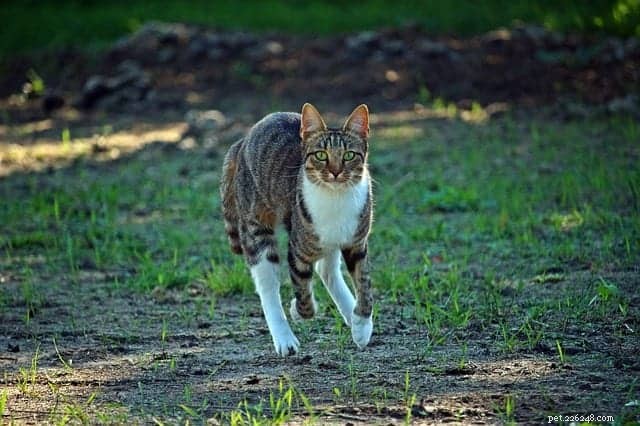 Why Cats Go on the Zoomies: Understanding Their Sudden Energy Surges