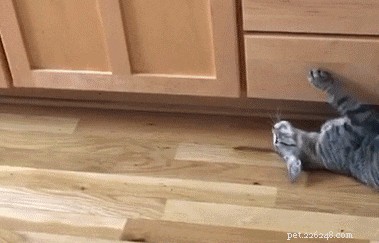 Why Cats Go on the Zoomies: Understanding Their Sudden Energy Surges