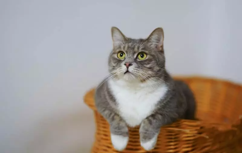 New Study Finds Tuxedo Cats Exhibit Highest Levels of Cattitude