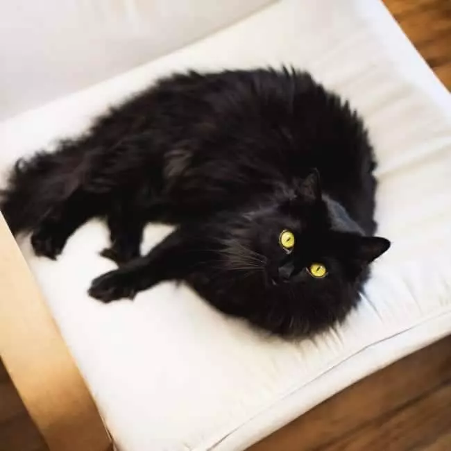 New Study Finds Tuxedo Cats Exhibit Highest Levels of Cattitude