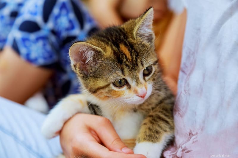 Why Cats Close Their Eyes When Petting: The Science Behind Their Relaxed Response
