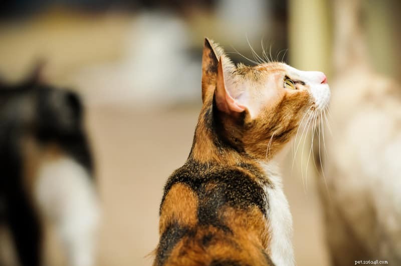 Do Cats Share Brain Functions with Humans? Discover the Surprising Similarities