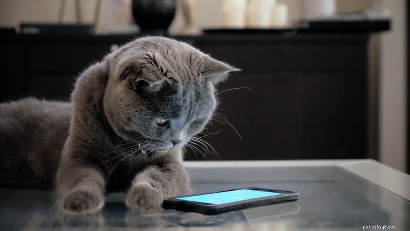Do Cats Share Brain Functions with Humans? Discover the Surprising Similarities