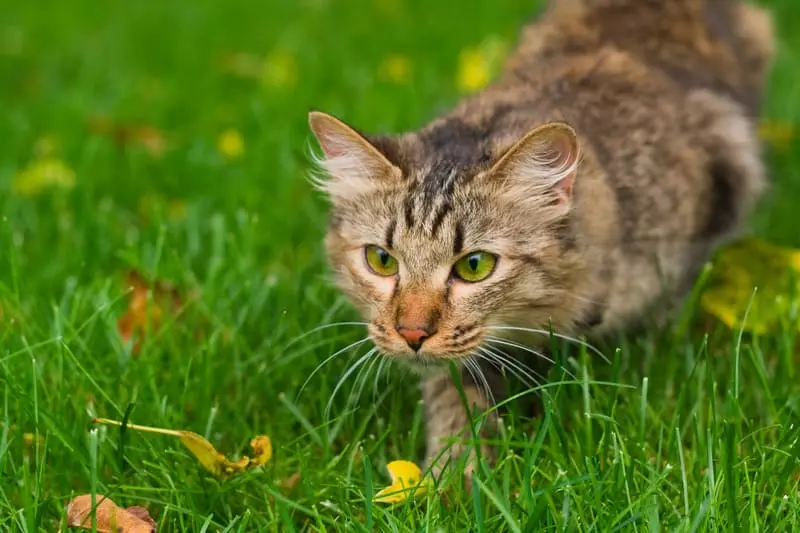 Do Cats Share Brain Functions with Humans? Discover the Surprising Similarities