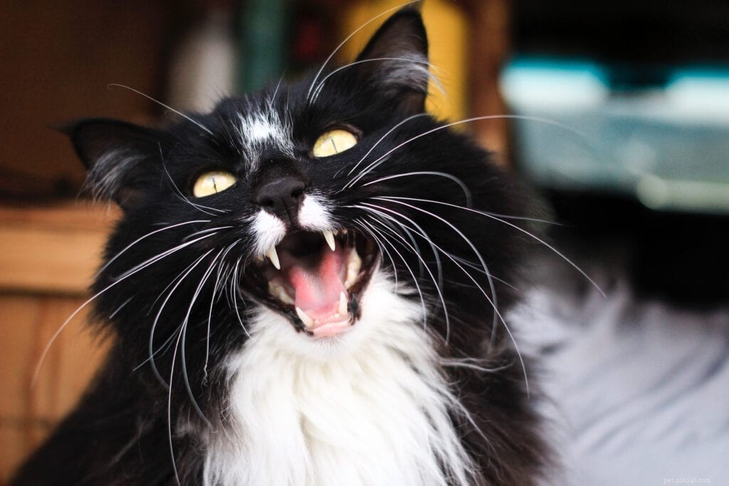 Understanding Your Cat’s Hunger Signals: Why They Seem Perpetually Hungry