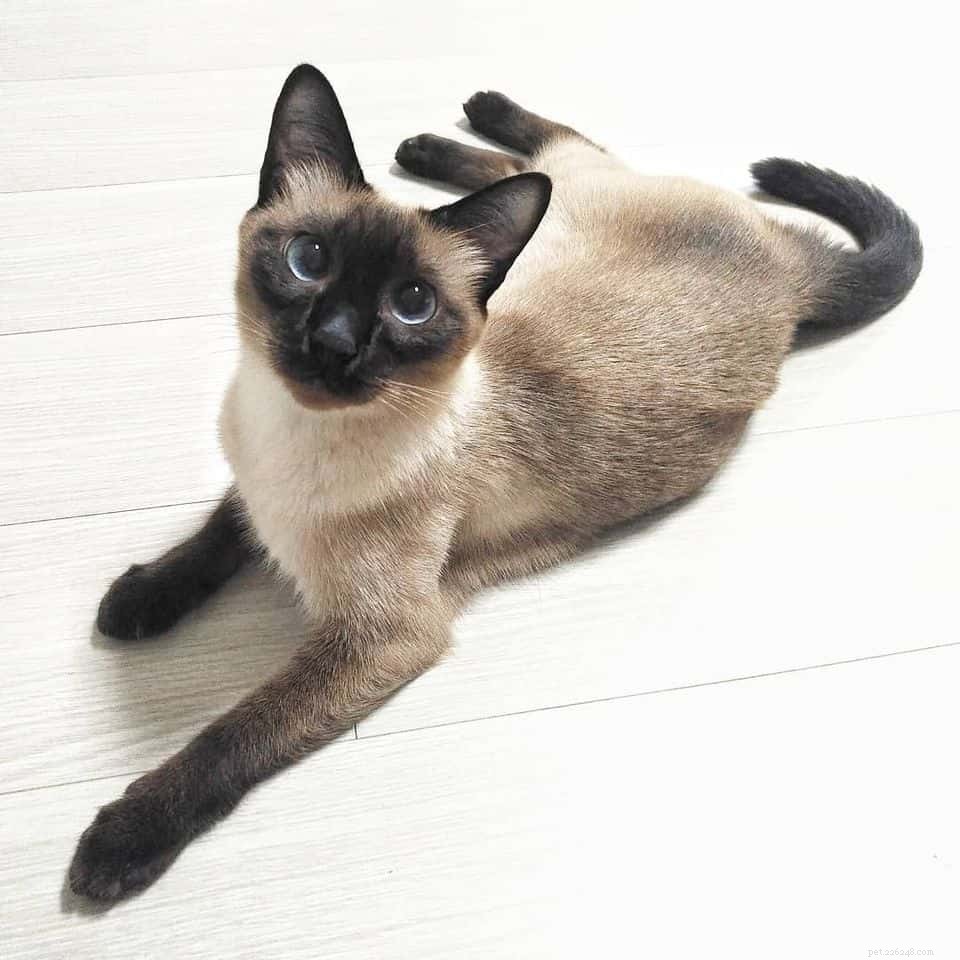 Top 7 Most Intelligent Cat Breeds Revealed