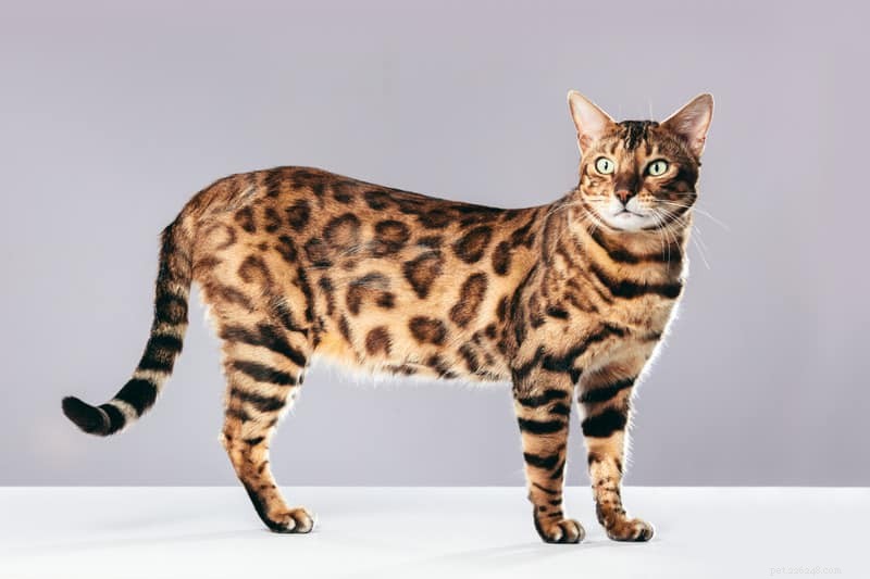 Top 7 Most Intelligent Cat Breeds Revealed