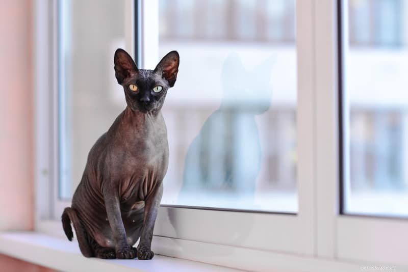 Top 7 Most Intelligent Cat Breeds Revealed