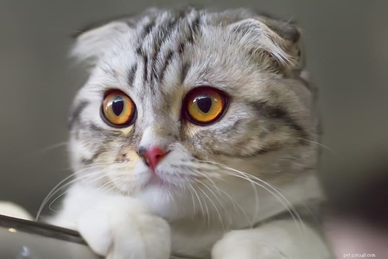 Top 7 Most Intelligent Cat Breeds Revealed