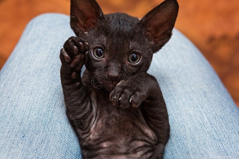 Top 7 Most Intelligent Cat Breeds Revealed