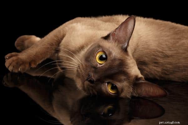 Top 7 Most Intelligent Cat Breeds Revealed