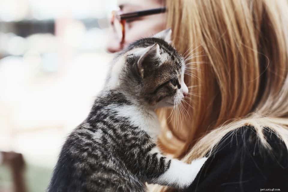 Understanding Why Cats Lick or Chew Your Hair: Causes & Solutions