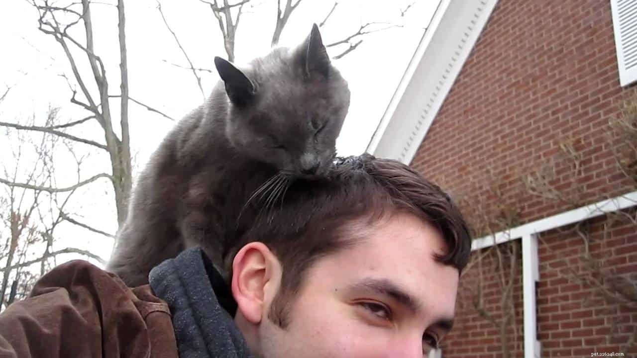 Understanding Why Cats Lick or Chew Your Hair: Causes & Solutions