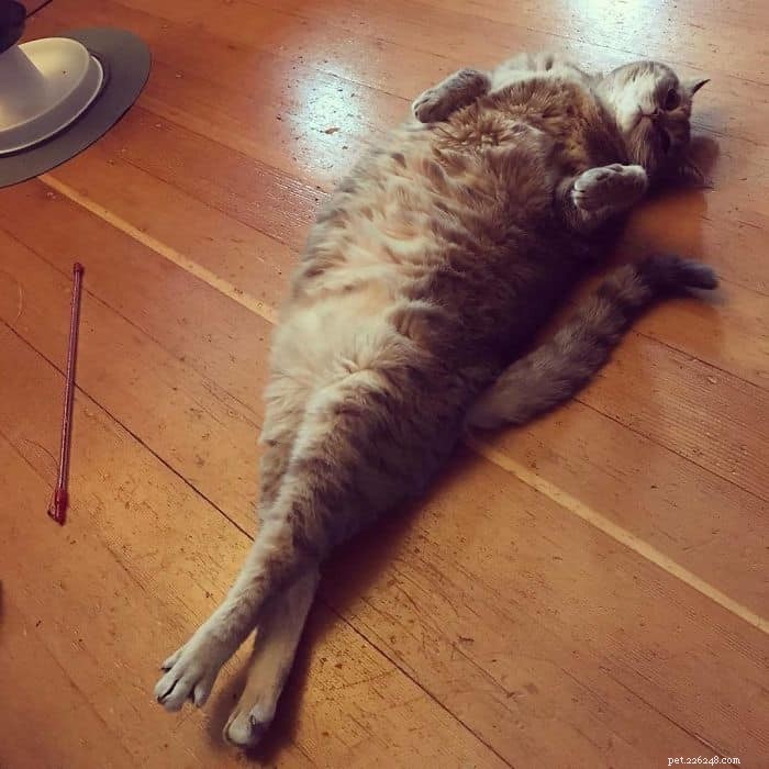 Why Do Cats Stretch So Much? The Science Behind Their Flexibility