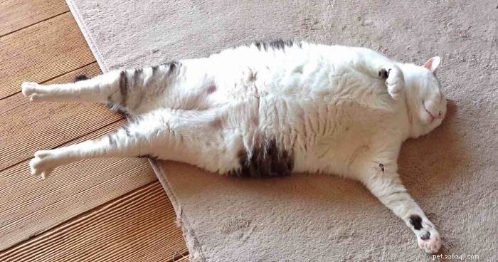 Why Do Cats Stretch So Much? The Science Behind Their Flexibility