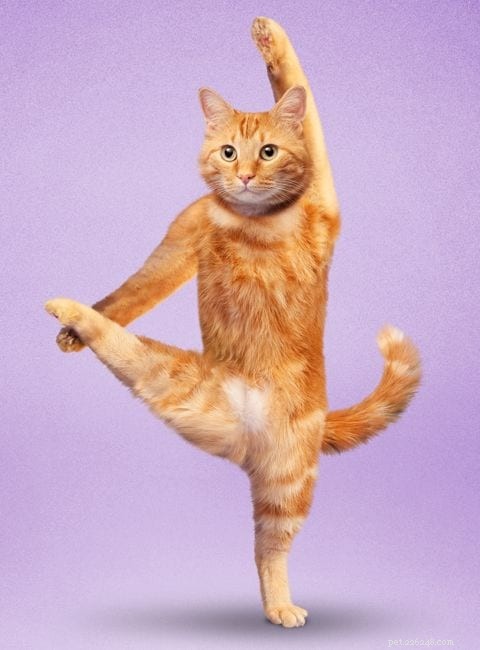 Why Do Cats Stretch So Much? The Science Behind Their Flexibility