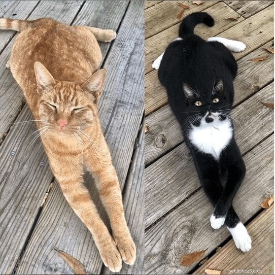 Why Do Cats Stretch So Much? The Science Behind Their Flexibility