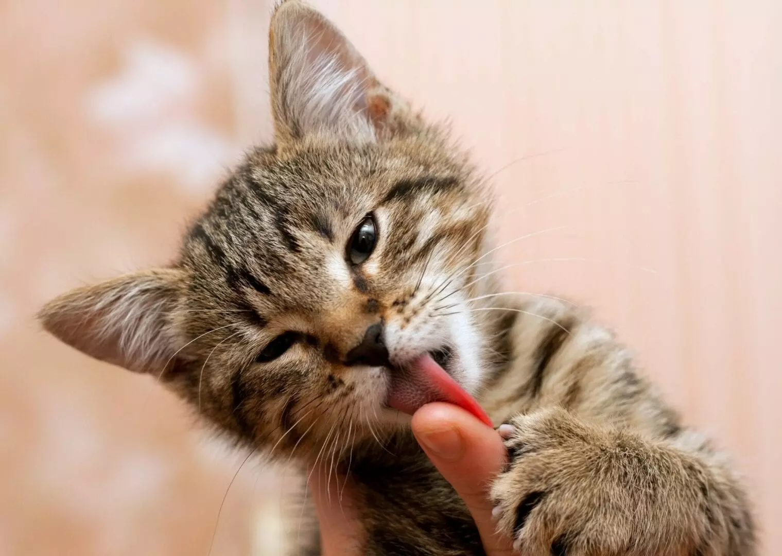 Understanding Why Your Cat Licks You: The Science Behind Their Behavior