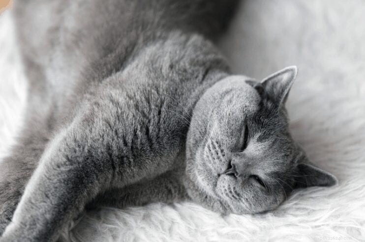 10 Surprising Insights Into How Cats Sleep: Expert-Backed Facts