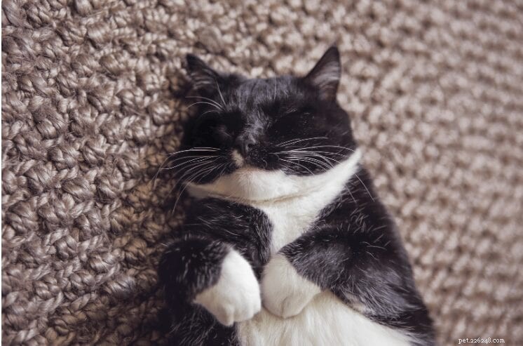 10 Surprising Insights Into How Cats Sleep: Expert-Backed Facts