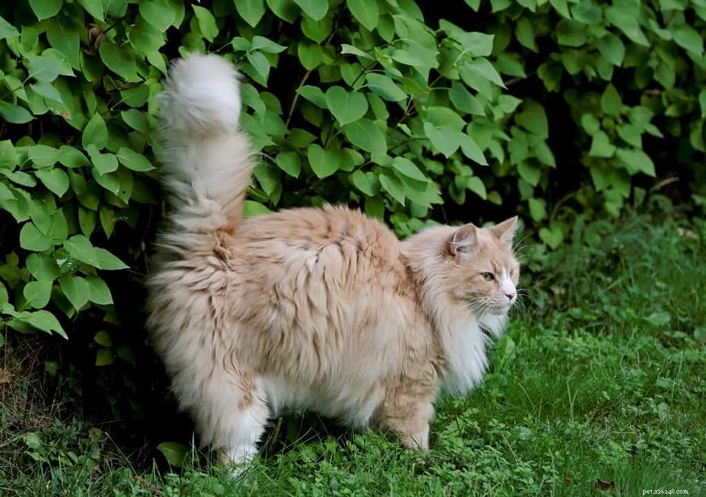 Do Neutered Cats Still Spray? Understanding Post‑Spay/Neuter Behavior