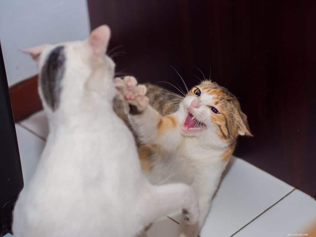 Do Neutered Cats Still Spray? Understanding Post‑Spay/Neuter Behavior