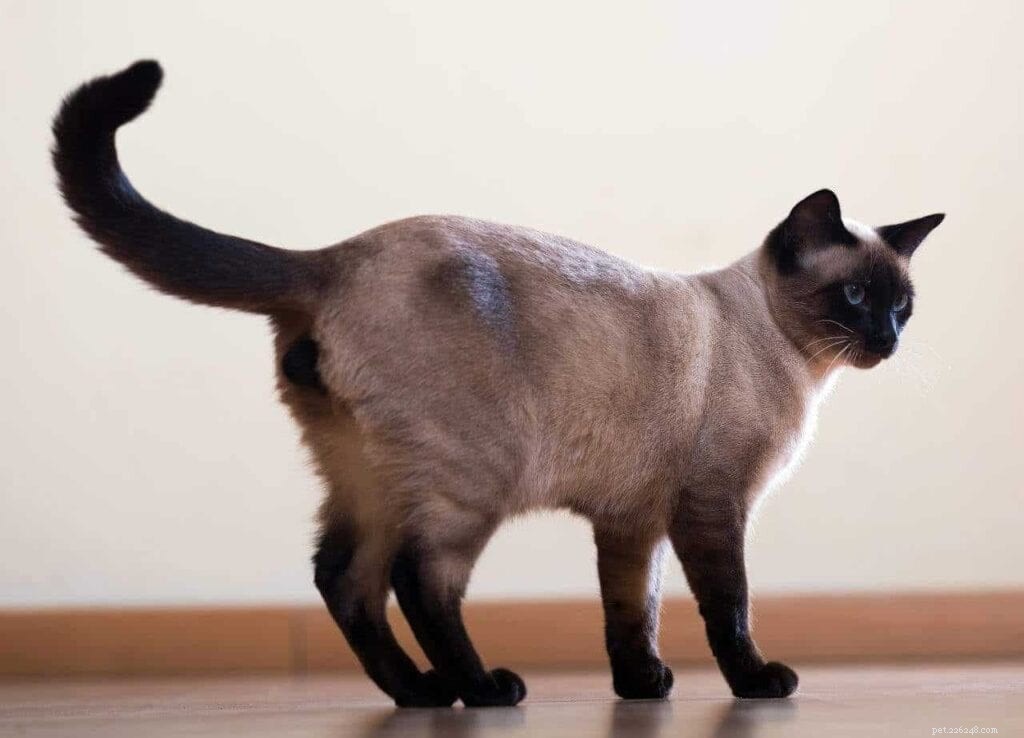 Do Neutered Cats Still Spray? Understanding Post‑Spay/Neuter Behavior