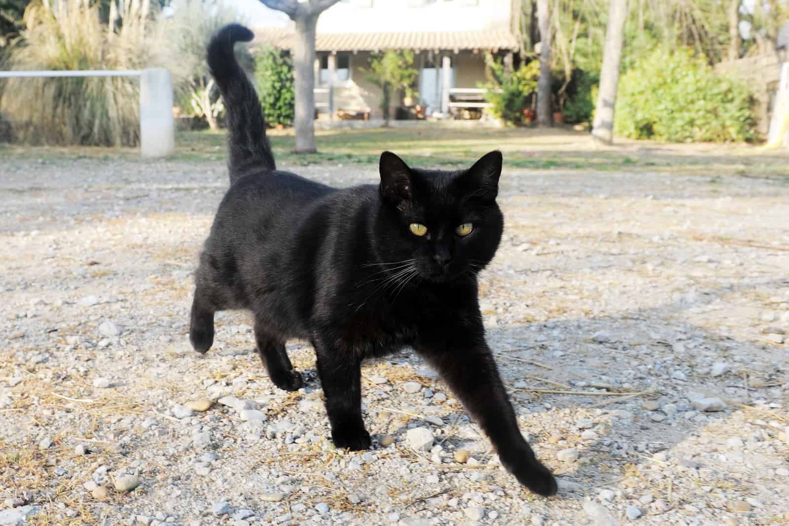 10 Surprising Ways Cats Express Their Love in Their Own Language