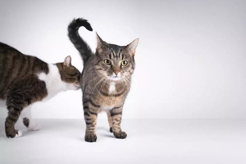 10 Surprising Ways Cats Express Their Love in Their Own Language