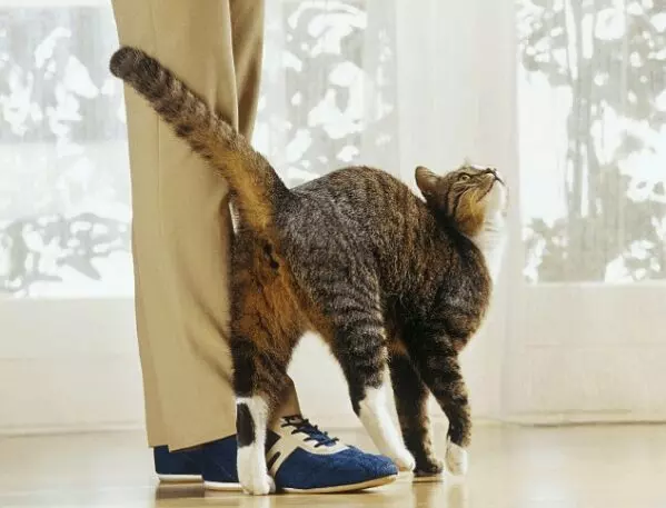 10 Surprising Ways Cats Express Their Love in Their Own Language