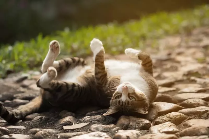 10 Surprising Ways Cats Express Their Love in Their Own Language