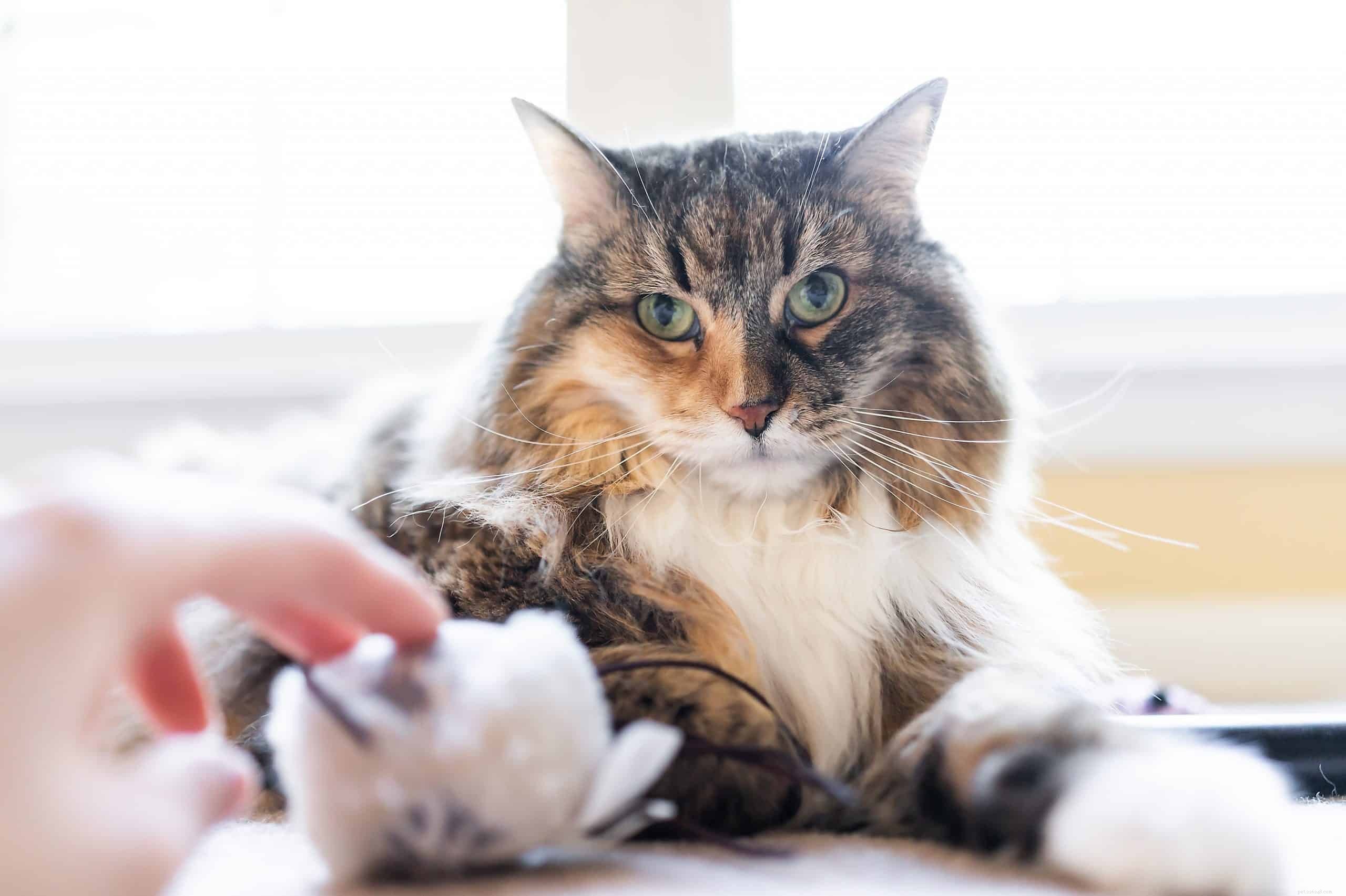Why Cats Pick Us as Their Favorite People: The Science of Their Attachment