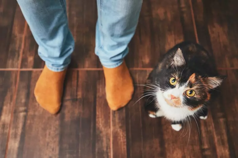 10 Surprising Ways Cats Express Their Love in Their Own Language