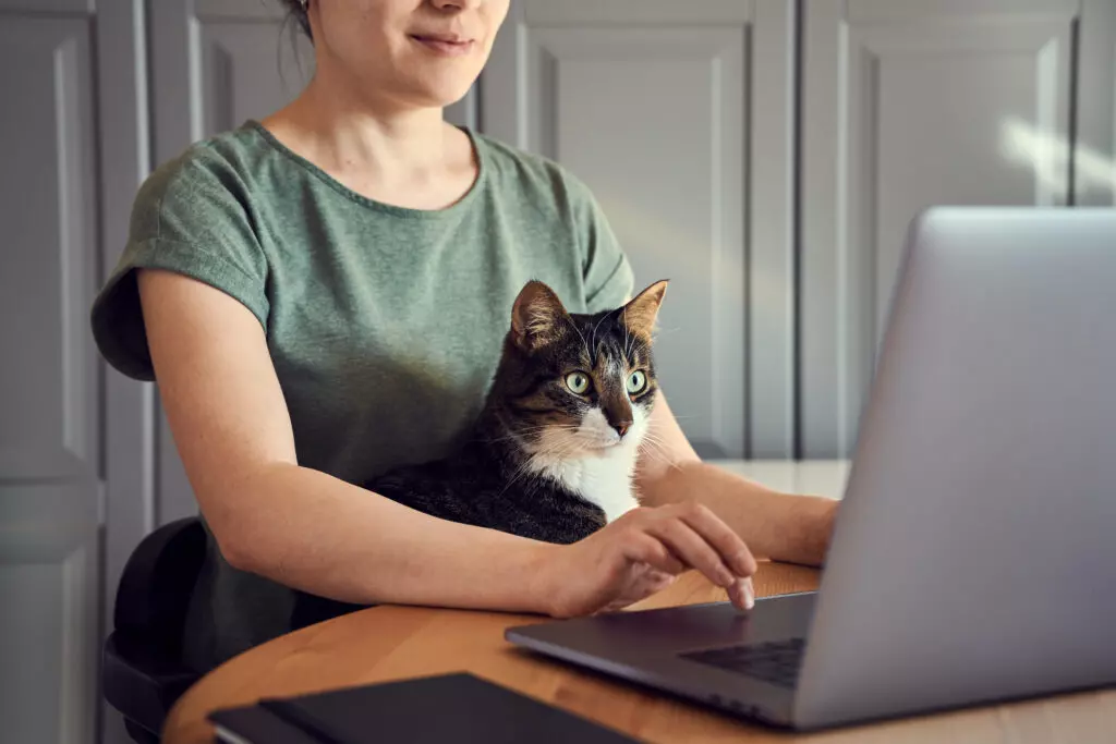 Why Cats Pick Us as Their Favorite People: The Science of Their Attachment