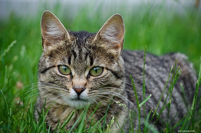 Why Cats Are Said to Have Nine Lives: The History Behind the Myth