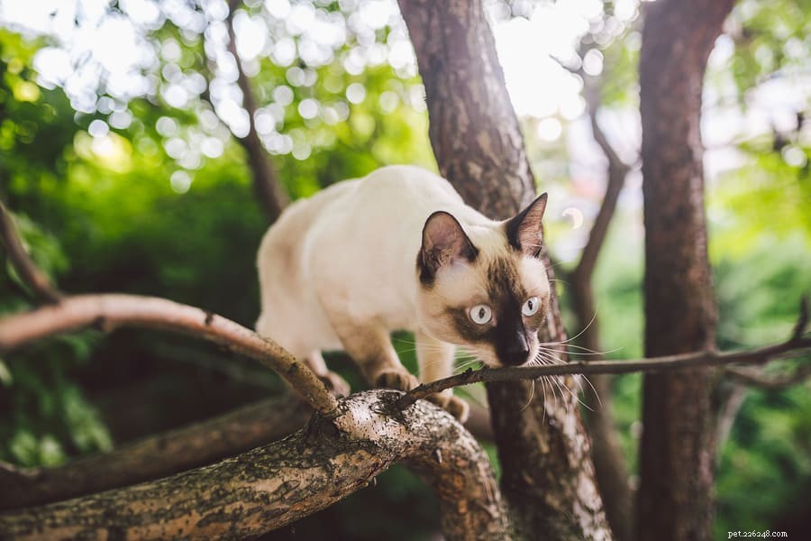 Why Cats Are Said to Have Nine Lives: The History Behind the Myth